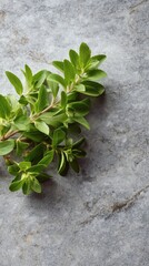 Fresh sprigs of oregano rest on a cool gray surface. The vibrant green leaves contrast beautifully against the stone's muted tones.