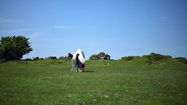 Pony mare with foal on pasture in the open spaces of the English countryside