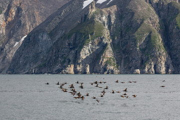 King Eiders (Somateria spectabilis). A flock of birds flies over the sea along a rocky coast. Wild...