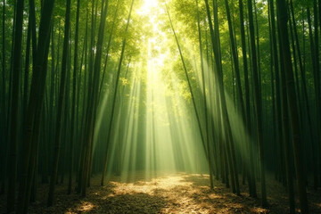 Fototapeta premium rays of light in the forest