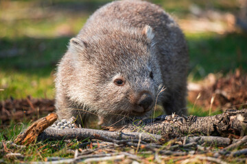 Animals of Australia