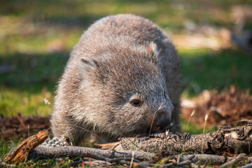 Obraz premium Animals of Australia