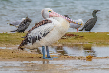 Australian Pelican at Mallacoota Inlet