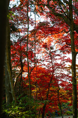 日本、京都、圓光寺、紅葉、黄葉、寺院、佛寺、佛教、木造建築、古代建築、庭園、文化財、日本文化、歷史名勝、綠色、風景、青空、秋、写真素材	
