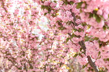 Beautiful blossoming sakura tree branches outdoors