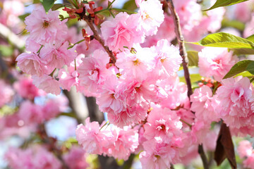 Beautiful blossoming sakura tree branches outdoors, closeup