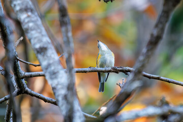 幸せの青い鳥、可愛いルリビタキ（ヒタキ科）
英名学名：Red-flanked Bluetail...