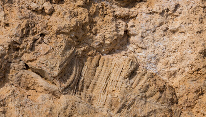 Fossil corals of the Red Sea. Ancient creatures, turned into stone. Reef corals.