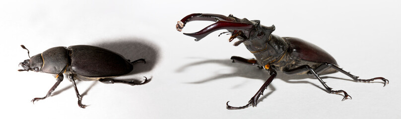 Lucanus cervus is the best-known species of stag beetle (family Lucanidae) in Western Europe....