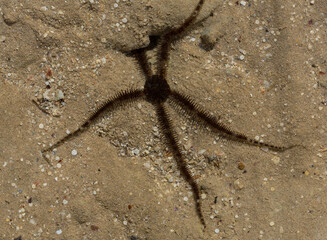 Ophiocoma scolopendrina in its natural habitat. African fauna of the Red Sea.