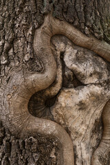 The trunk of an old tree.  The wound on the skin turns into a hollow.