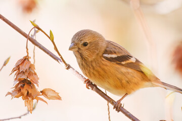 食事中の可愛いベニマシコ（アトリ科）
英名学名：Long-tailed Rosefinch (Uragus...