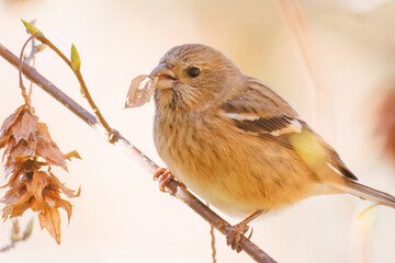 食事中の可愛いベニマシコ（アトリ科）
英名学名：Long-tailed Rosefinch (Uragus sibiricus)
紅葉が美しい。
神奈川県清川村、早戸川林道-2024年
