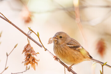 食事中の可愛いベニマシコ（アトリ科）
英名学名：Long-tailed Rosefinch (Uragus sibiricus)
紅葉が美しい。
神奈川県清川村、早戸川林道-2024年
