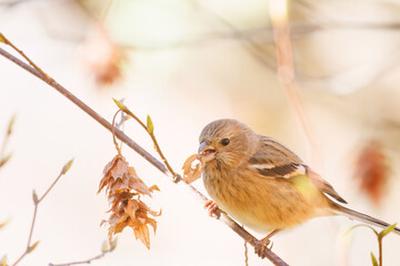 食事中の可愛いベニマシコ（アトリ科）
英名学名：Long-tailed Rosefinch (Uragus sibiricus)
紅葉が美しい。
神奈川県清川村、早戸川林道-2024年

