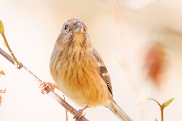 食事中の可愛いベニマシコ（アトリ科）
英名学名：Long-tailed Rosefinch (Uragus...