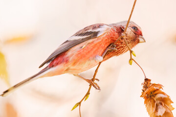 食事中の可愛いベニマシコ（アトリ科）
英名学名：Long-tailed Rosefinch (Uragus sibiricus)
紅葉が美しい。
神奈川県清川村、早戸川林道-2024年
