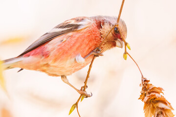 食事中の可愛いベニマシコ（アトリ科）
英名学名：Long-tailed Rosefinch (Uragus...