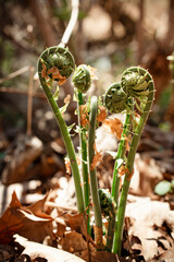 A new green fern leaf unfolds