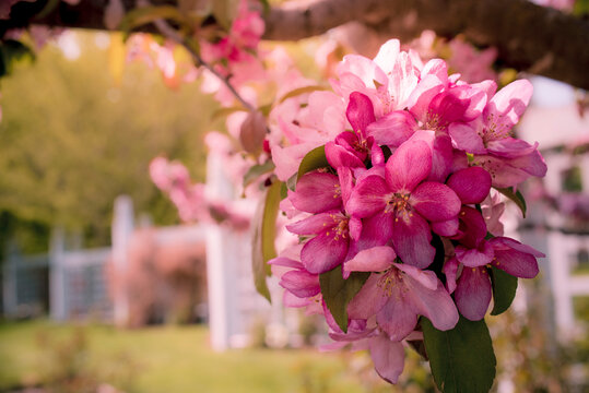 Crabtree flowers in early spring with a soft background