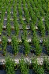 Top view of neatly arranged green onion plants growing on plastic mulch in rows. Sustainable agricultural technique for vegetable farming with efficient weed and moisture control.