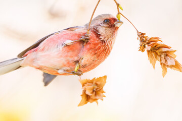 食事中の可愛いベニマシコ（アトリ科）
英名学名：Long-tailed Rosefinch (Uragus...