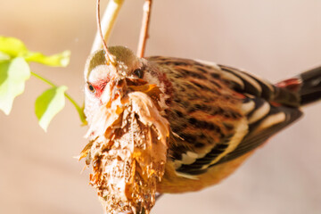 食事中の可愛いベニマシコ（アトリ科）
英名学名：Long-tailed Rosefinch (Uragus sibiricus)
紅葉が美しい。
神奈川県清川村、早戸川林道-2024年
