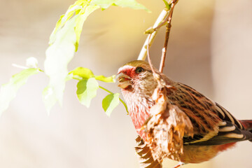 食事中の可愛いベニマシコ（アトリ科）
英名学名：Long-tailed Rosefinch (Uragus...
