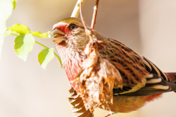 食事中の可愛いベニマシコ（アトリ科）
英名学名：Long-tailed Rosefinch (Uragus...