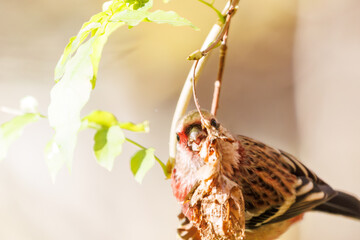 食事中の可愛いベニマシコ（アトリ科）
英名学名：Long-tailed Rosefinch (Uragus...