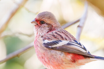 食事中の可愛いベニマシコ（アトリ科）
英名学名：Long-tailed Rosefinch (Uragus sibiricus)
紅葉が美しい。
神奈川県清川村、早戸川林道-2024年
