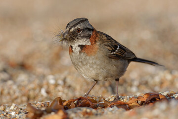 Rufous-collared sparrow (Zonotrichia capensis) at the beach with mosquitoes on its beak