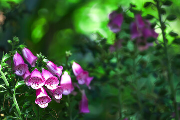 Pink foxglove flowers in lush greenery © Hao