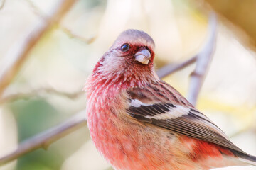 食事中の可愛いベニマシコ（アトリ科）
英名学名：Long-tailed Rosefinch (Uragus sibiricus)
紅葉が美しい。
神奈川県清川村、早戸川林道-2024年
