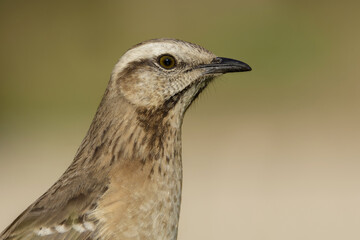 Chilean mockingbird (Mimus thenca) close up portrait