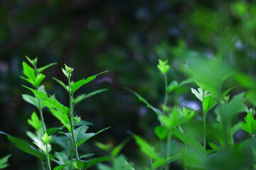 Lush greenery pulsating with life

