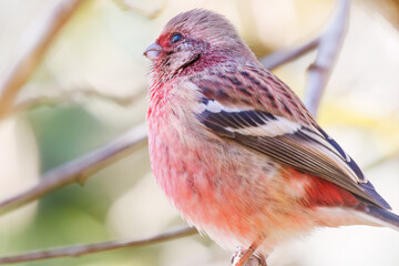 食事中の可愛いベニマシコ（アトリ科）
英名学名：Long-tailed Rosefinch (Uragus sibiricus)
紅葉が美しい。
神奈川県清川村、早戸川林道-2024年
