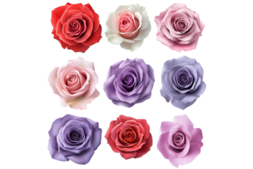 Colorful roses blooming on transparent background