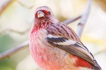 食事中の可愛いベニマシコ（アトリ科）
英名学名：Long-tailed Rosefinch (Uragus sibiricus)
紅葉が美しい。
神奈川県清川村、早戸川林道-2024年
