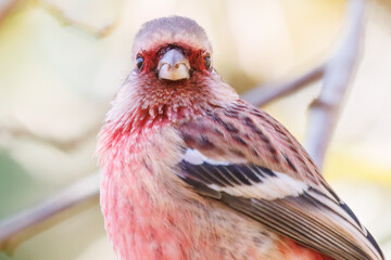 食事中の可愛いベニマシコ（アトリ科）
英名学名：Long-tailed Rosefinch (Uragus sibiricus)
紅葉が美しい。
神奈川県清川村、早戸川林道-2024年
