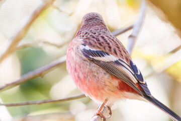 食事中の可愛いベニマシコ（アトリ科）
英名学名：Long-tailed Rosefinch (Uragus sibiricus)
紅葉が美しい。
神奈川県清川村、早戸川林道-2024年
