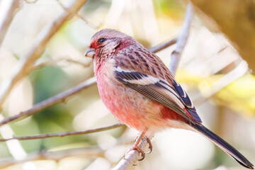 食事中の可愛いベニマシコ（アトリ科）
英名学名：Long-tailed Rosefinch (Uragus sibiricus)
紅葉が美しい。
神奈川県清川村、早戸川林道-2024年
