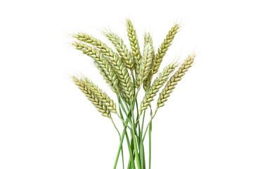 Fototapeta premium Green wheat ears isolated on white or transparent background