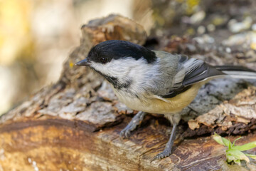 Close up of Black-capped Chickadee
