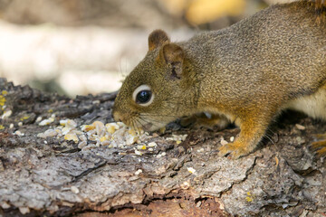 Close up of Red Squirrel