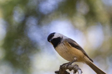 Obraz premium Close up of Black-capped Chickadee
