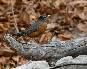 Robin