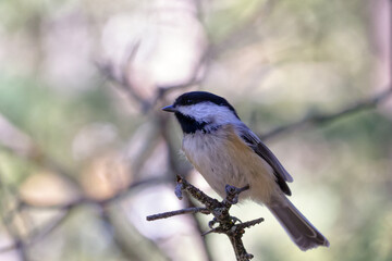 Close up of Black-capped Chickadee