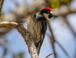 Woodpecker in tree