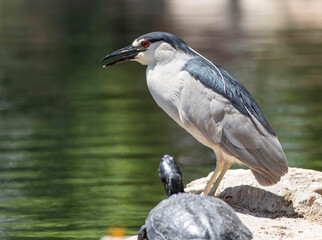 Heron